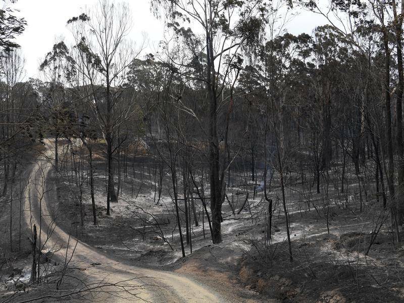 Managing vegetation prior to and after a bush fire