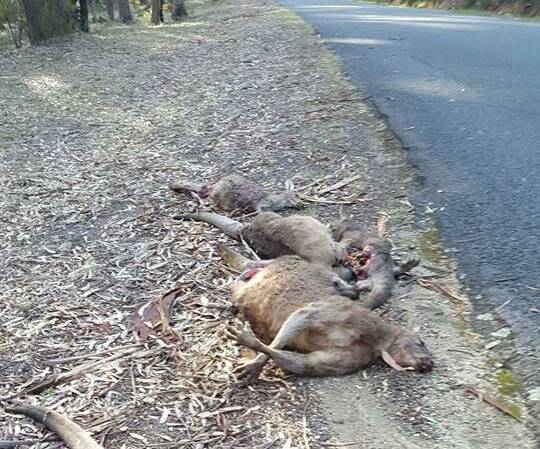 Massacred kangaroos left on the side of Tourist Road at East Kangaloon. Photo: supplied