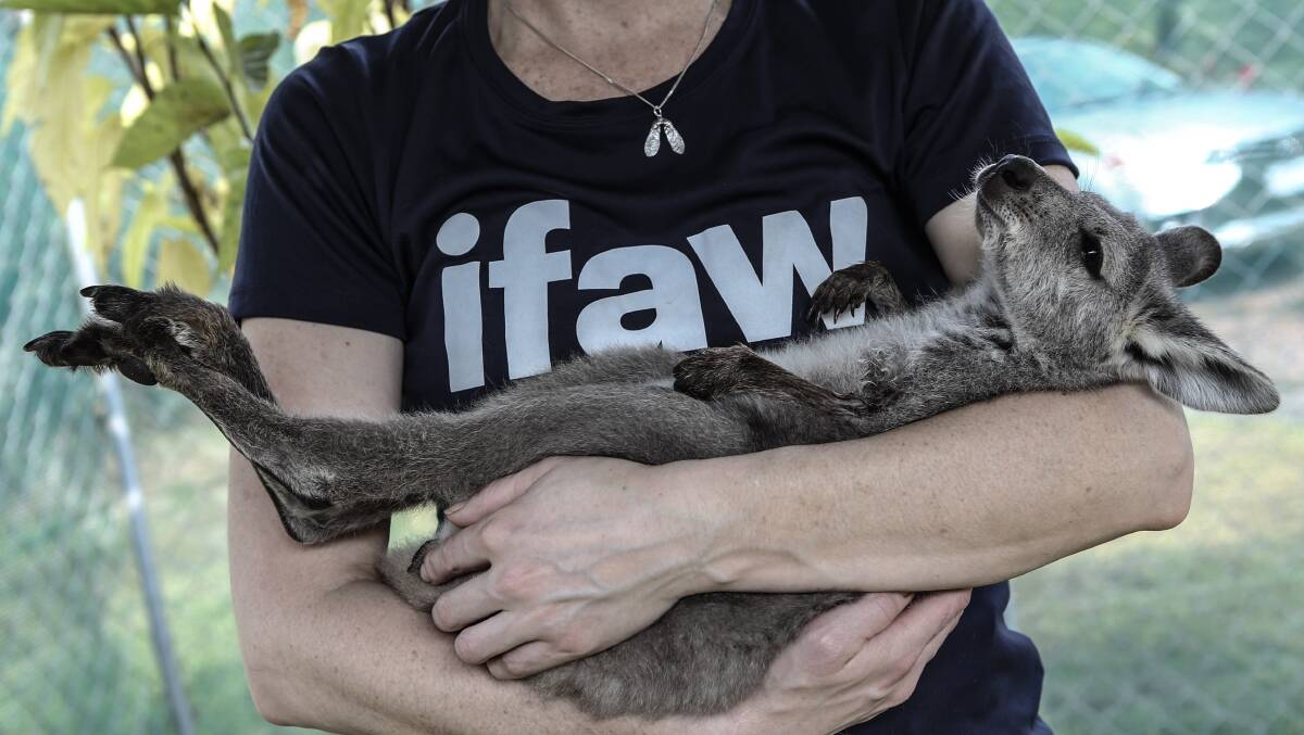 An IFAW responder cradling a rescued wallaby joey. Photo by IFAW