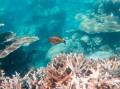 Labor has pledged increased funding to conserve the Great Barrier Reef. Picture: Shutterstock