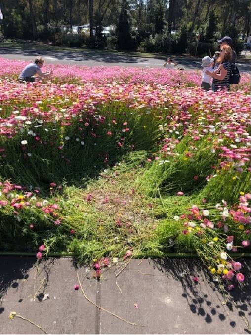 Outrage: Selfish visitors have ruined part of the Australian Botanic Garden, Mount Annan's iconic paper daisy display. Picture: ABGMA