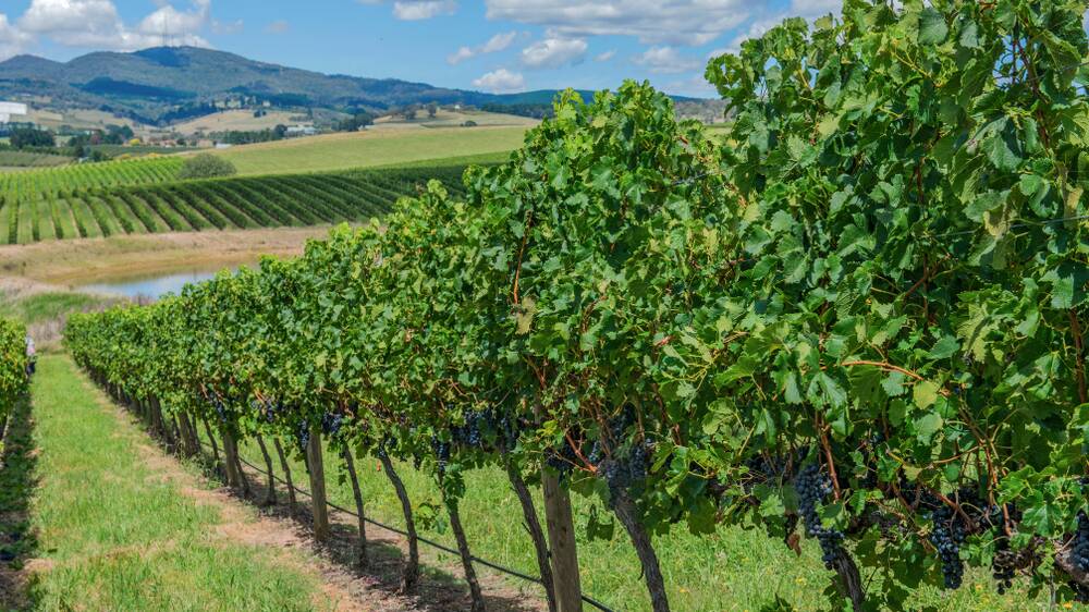 Vines as far as the eye can see at Orange. Picture: Shutterstock