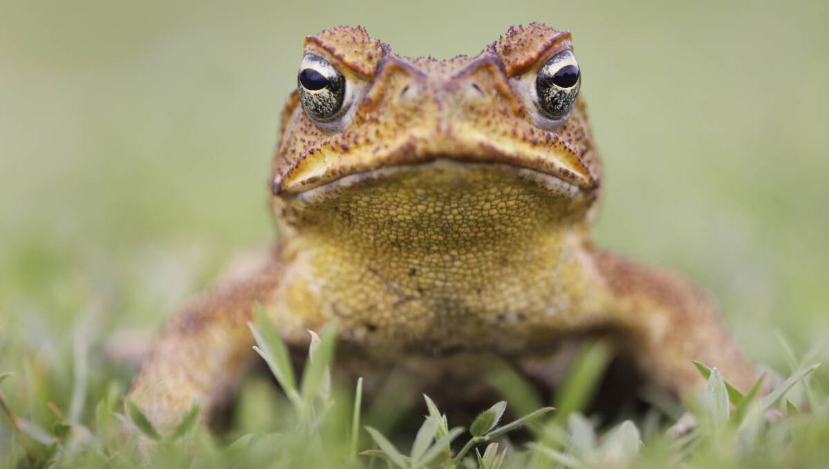 A cane toad has been found in the Riverina. Picture: Shutterstock
