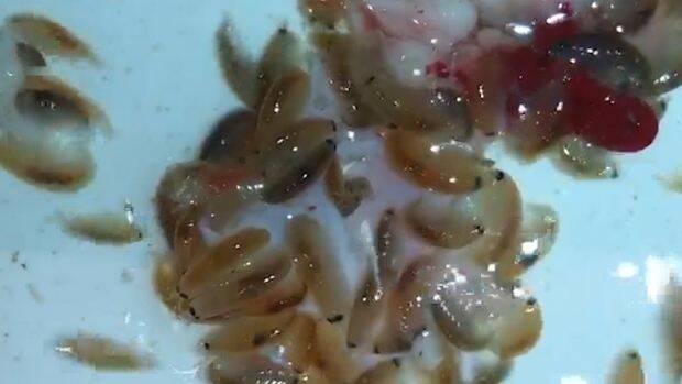Sea lice tucking in to some streak.  Photo: Supplied
