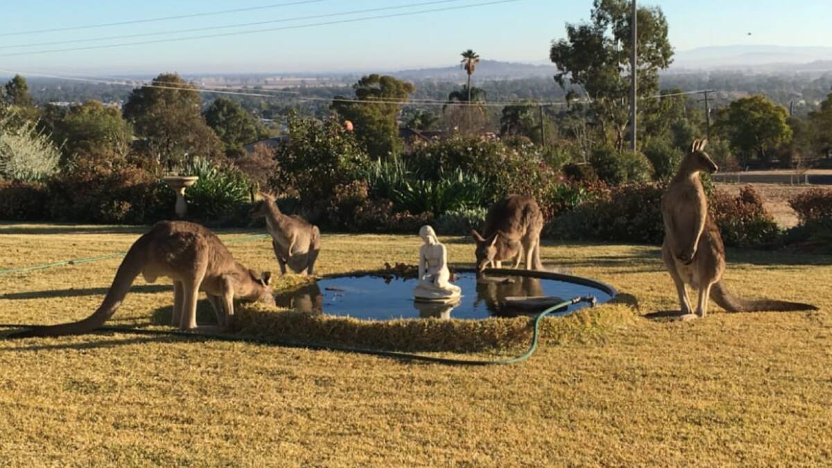 Thirsty kangaroos gather for a drink at a residential fountain in Gunnedah as the drought's grip tightens. Photo: Peter Lorimer