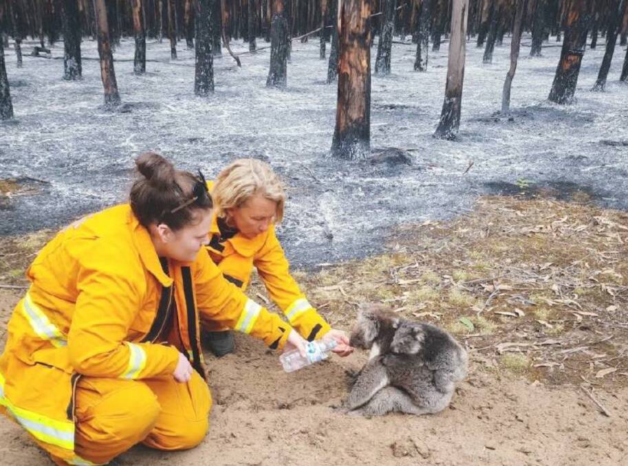 Two CFS volunteers from the Kangarilla brigade that came over in the in strike teams care for mother and joey koala at the edge of a blue gum plantation on Kangaroo Island.