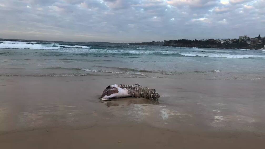 The carcass of an infant whale washed up at North Bondi overnight. Photo: Simon Krite
