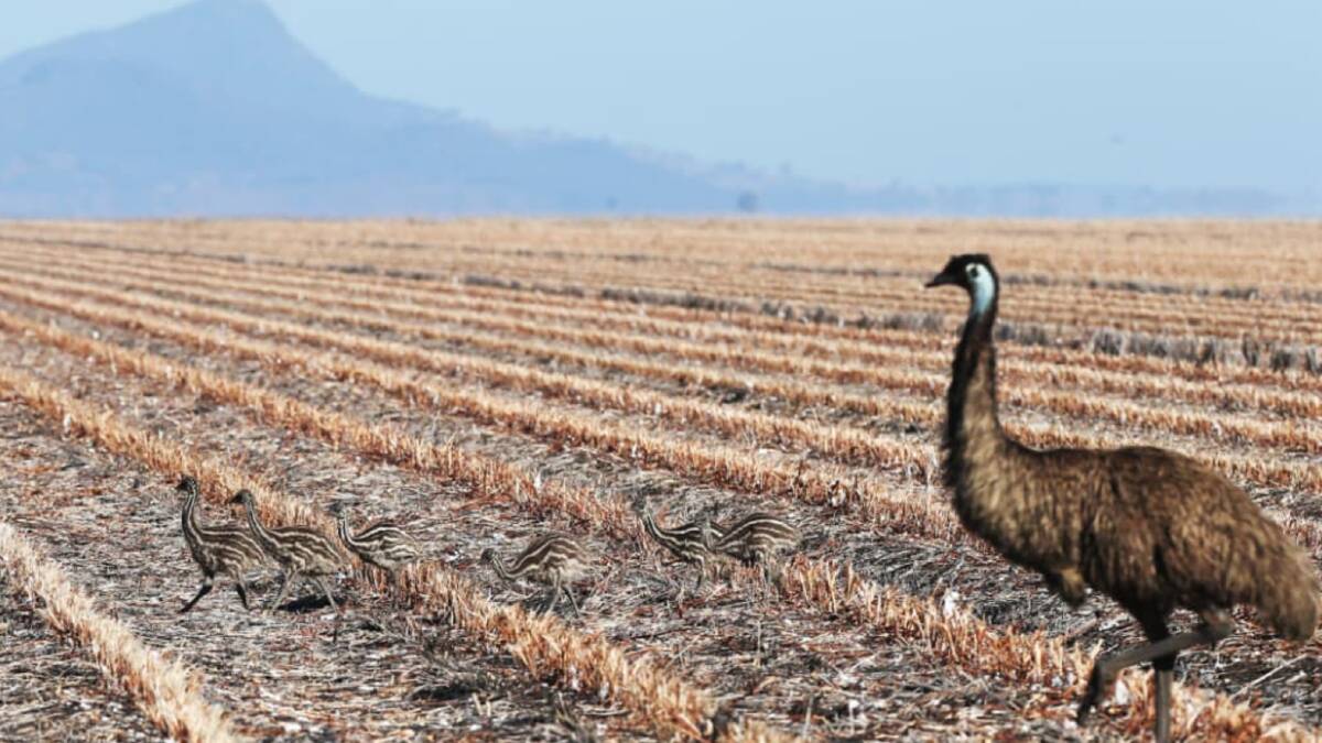 An emu cock and his chicks struggle to find pickings in northern NSW. Photo: Peter Lorimer