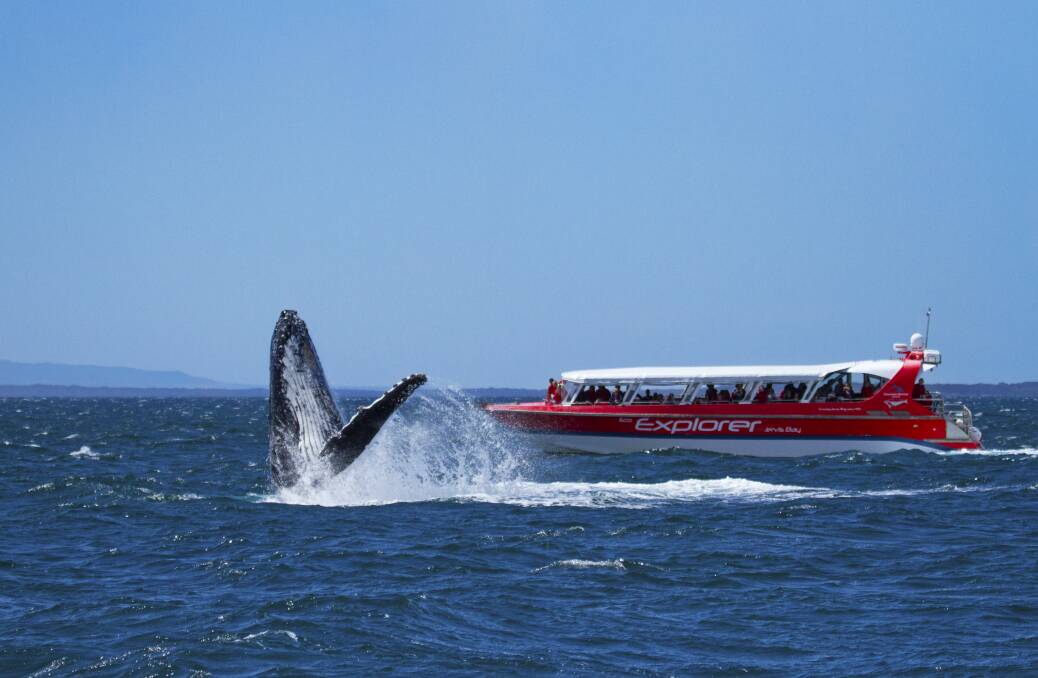 Whale watching season well underway at Jervis Bay | Illawarra Mercury