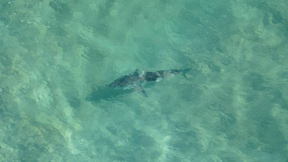 Warm waters lead to more than 80 shark sightings on Shoalhaven beaches ...