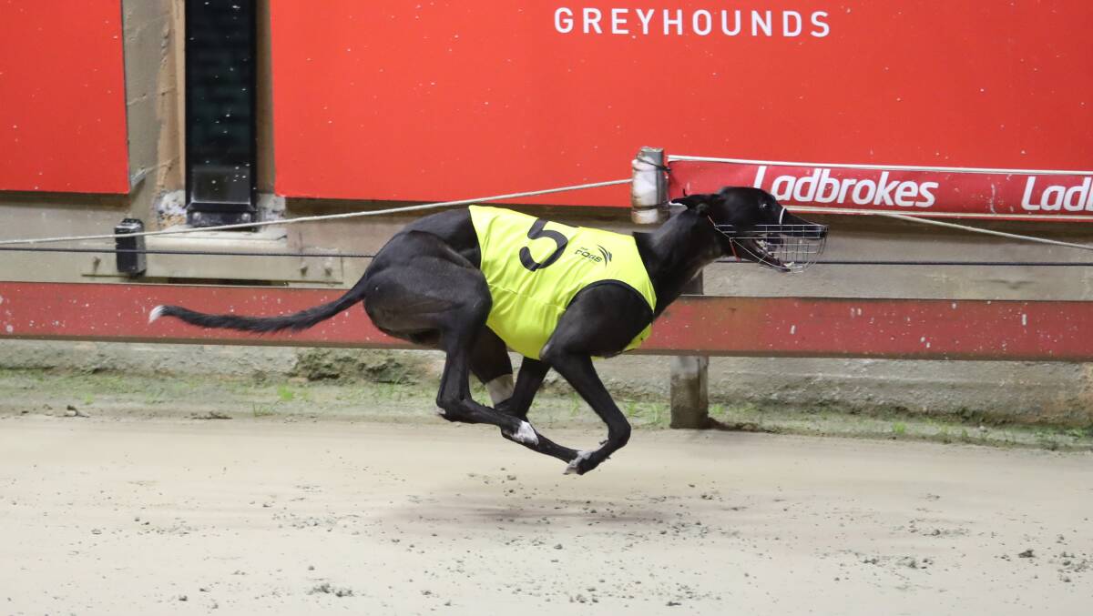 Collar contender: Dapto Silver Collar aspirant Serious Object in action at Wentworth Park. Picture: GRNSW