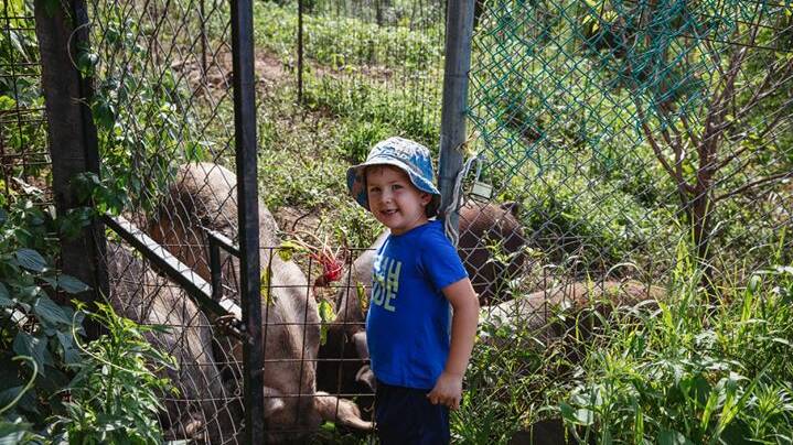 Hands on: There are pigs, goats and sheep to be fed, and fresh produce to taste and smell. Pictures: Supplied.
