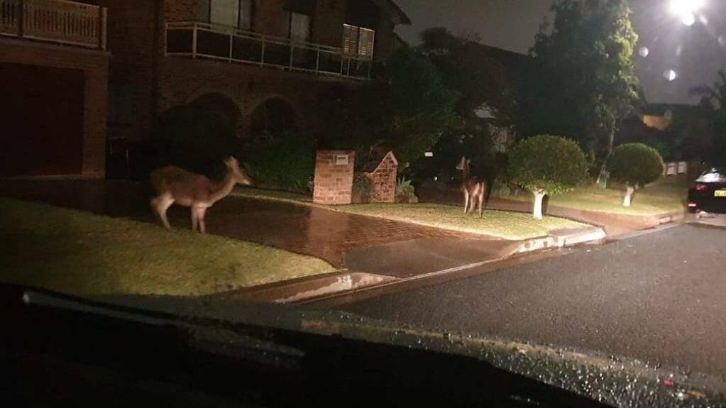 'Deer season' is now officially a thing in Wollongong
