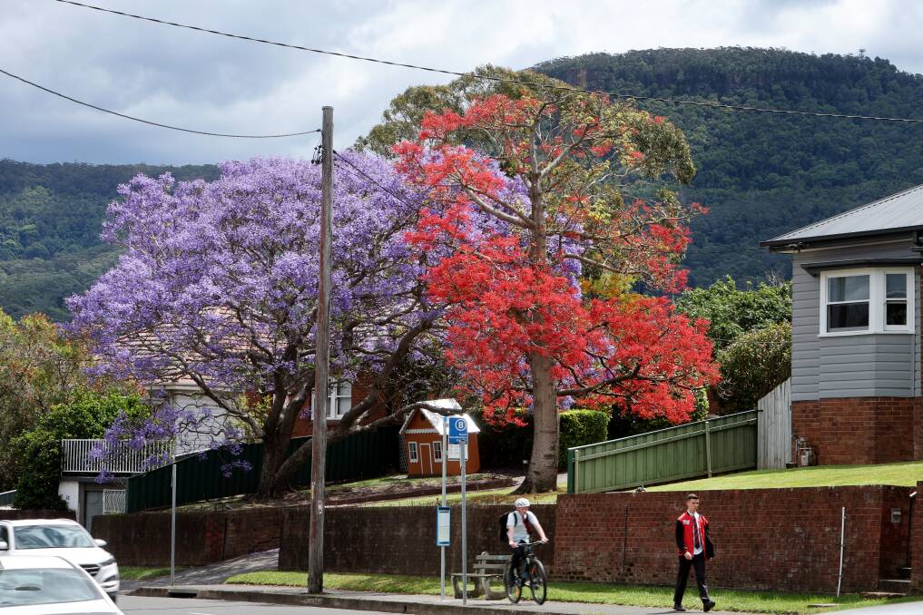 Colourful flowering trees on Mount Keira Road. Picture by Sylvia Liber