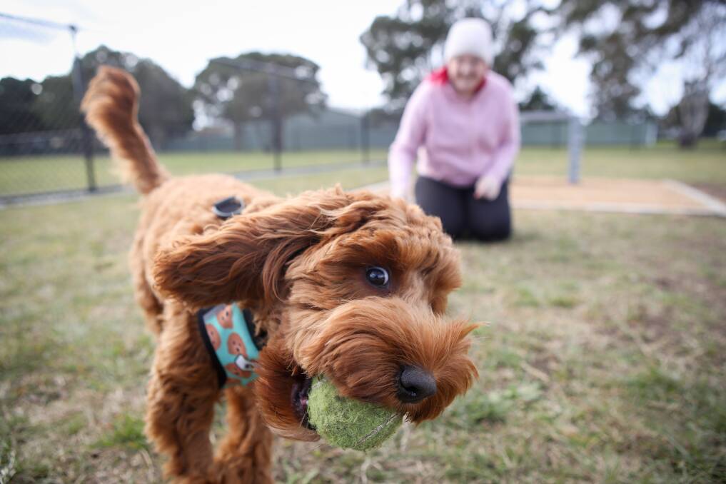 Sunny side of life: Cocker spaniel cross poodle Sunny with owner Elle Beitch at the new dog park in Reed Park in Dapto. Picture: Adam McLean. 