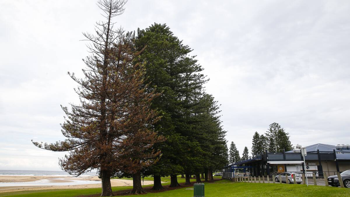 Old age: The ailing Norfolk Island pines - including this one at Stuart Part - are part of heritage-listed tree groupings typical beachfront plantings of the early 20th century. Picture: Anna Warr.