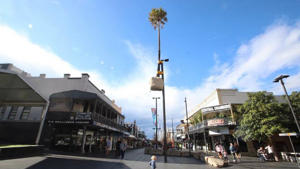 The suspended, uprooted tree installation, otherwise known as "palm up a pole", in Crown Street Mall.