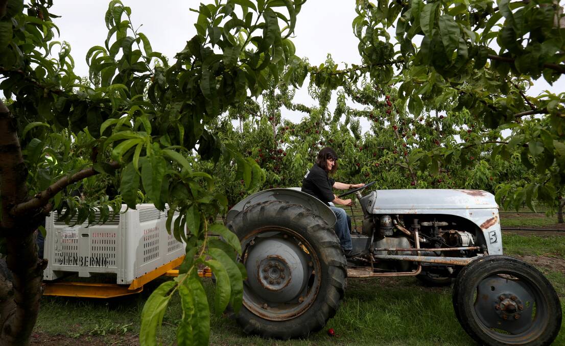 Last Illawarra orchard a labour of love for Fahey family