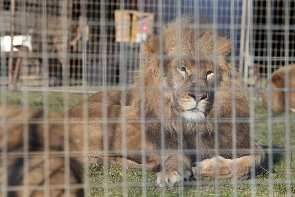 Controversial: Some of the Stardust Circus lions resting in their pen at Kully Bay in 2018. Picture: SYLVIA LIBER.