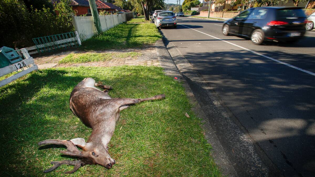 Left for dead: Residents and schoolkids along Mount Keira Road have had to step over a dead stag left on the street since it was killed early on Tuesday morning. Picture: Adam McLean.