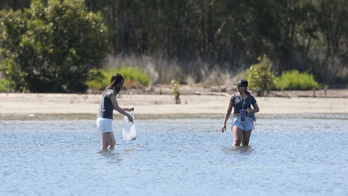 Bag it: People out in Lake Illawarra collecting cockles last summer. Picture: Robert Peet