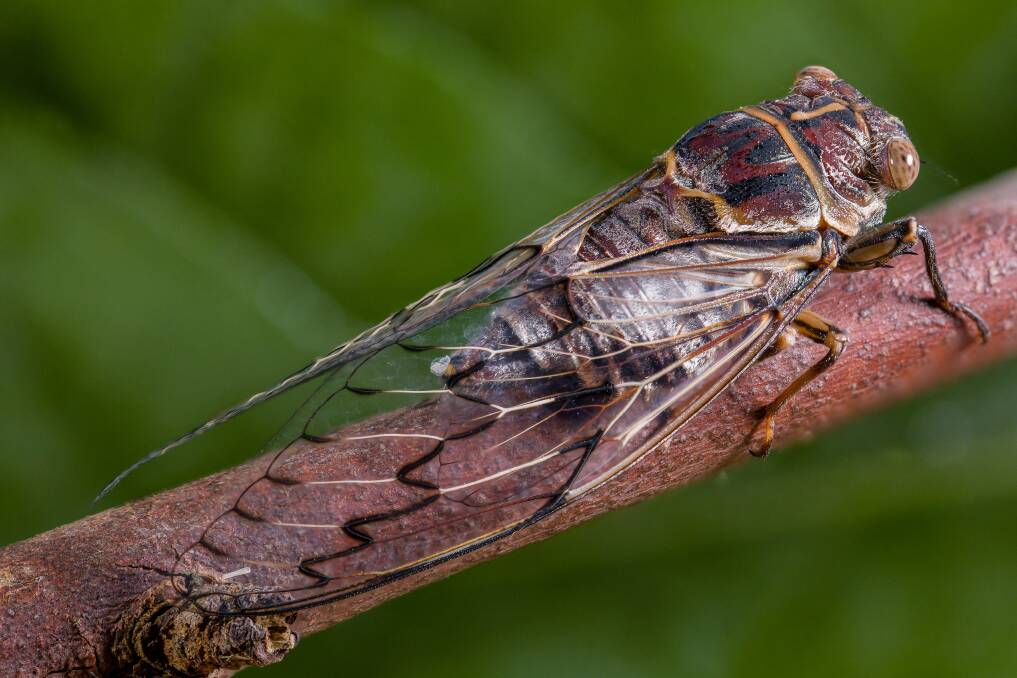 Daily grind: Larger cicada species like the Razor Grinder are out in force this season. Picture: Nathan Emery.