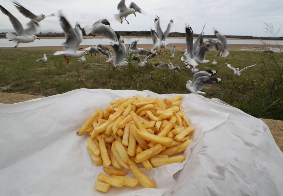 Seagulls get in on the chip action at Lake Illawarra. Picture by Robert Peet