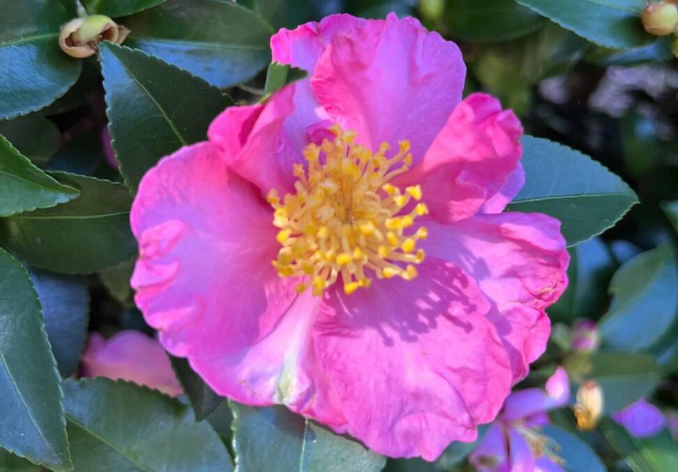 Camellias are in bloom. Picture by 