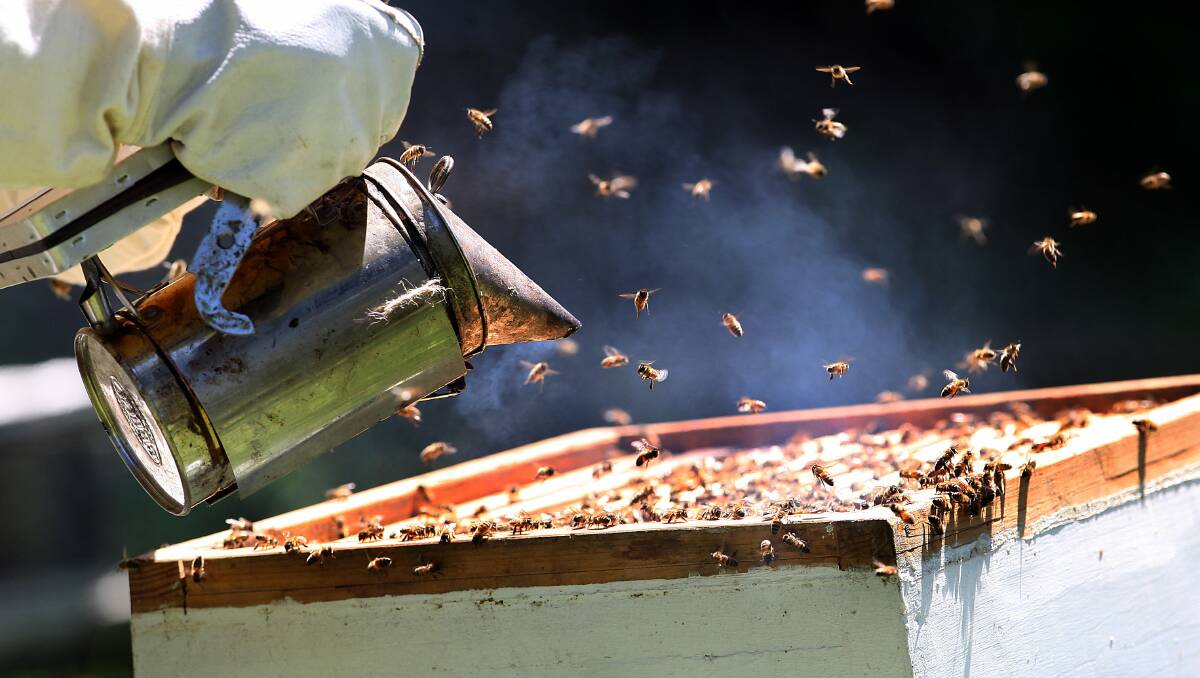 Bee refuge: Wollongong's public parks could soon house bees from around the state, which have been left without food sources due to the fires.