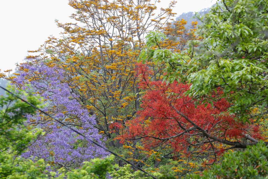 Thanks to earlier flowering, Illawarra residents can see jacarandas, silky oaks and flame trees in flower at the same time. Picture by Adam McLean