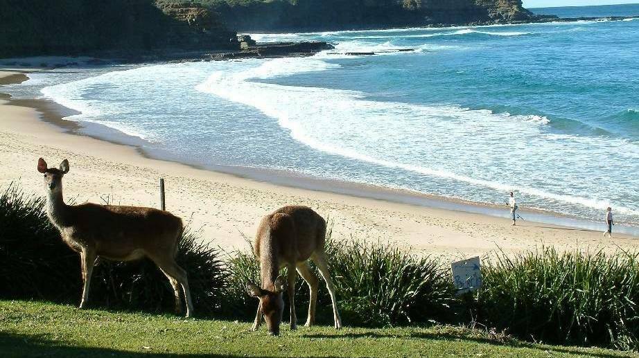 Plague: Rusa deer at Era beach in the Royal National Park north of Stanwell Park, just one of the places where the population is out of control.