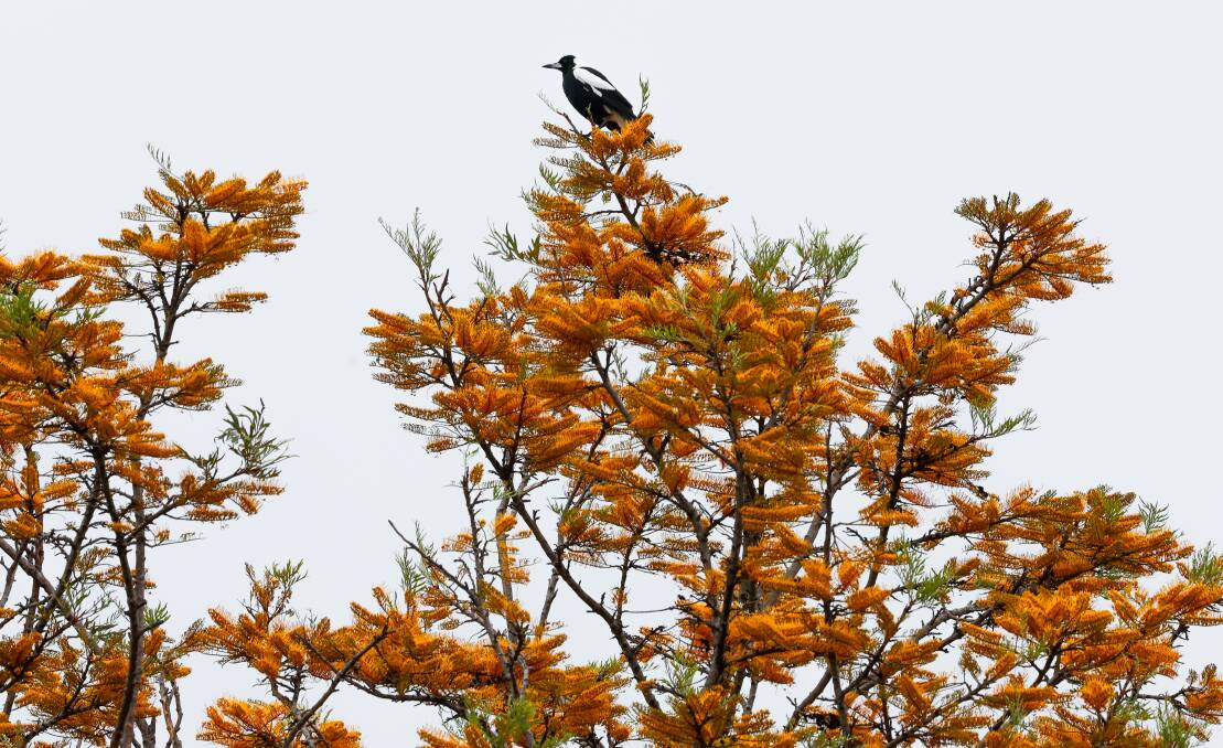 A magpie sits at the top of a silky oak tree. Picture by Adam McLean
