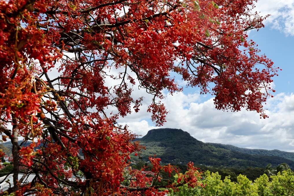 Mount Keira framed by a flowering Illawarra flame tree. Picture by Sylvia Liber