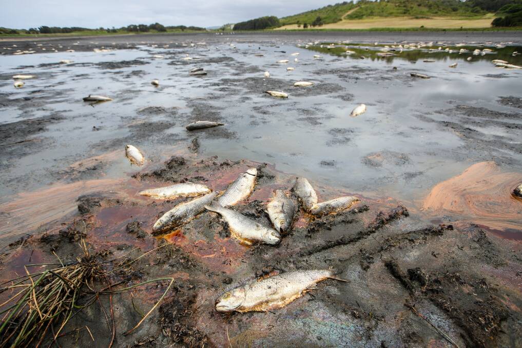 Dried out: The stench of dead fish hangs in the air at Killalea lagoon, which has almost completely dried up after months of drought. Pictures: Adam McLean.