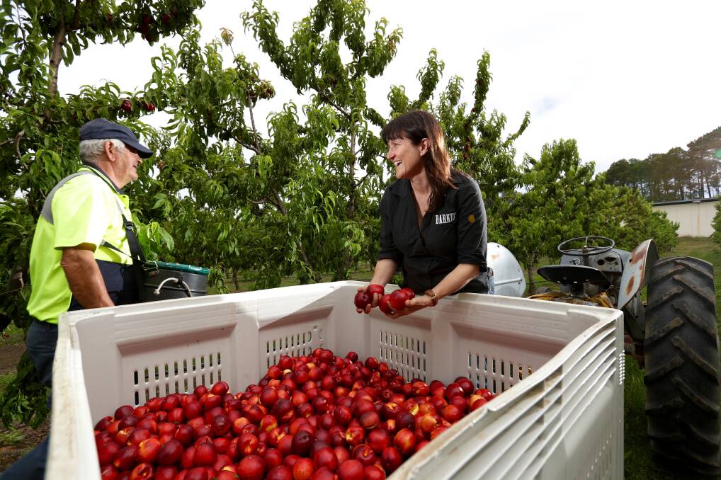 Raising awareness: For National Agriculture Day, held on Tuesday, November 21, Darkes Forest farmer Joanne Fahey will travel to Canberra to share her experiences of operating the last orchard in the area. Picture: Adam McLean.