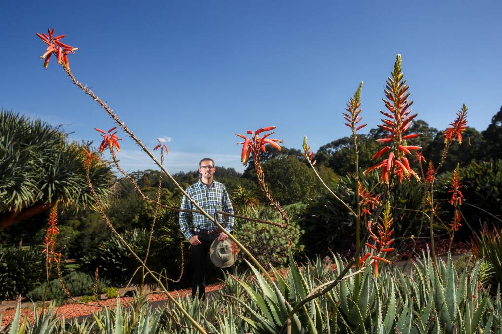 Aloe there: Botanic Garden acting curator James Beattie surveys flowering Aloe succulents, which have been bamboozled by the long stretch of summer.