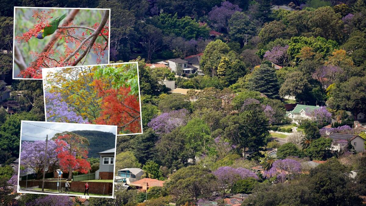 Why the Illawarra's jacarandas and flame trees look so beautiful this year