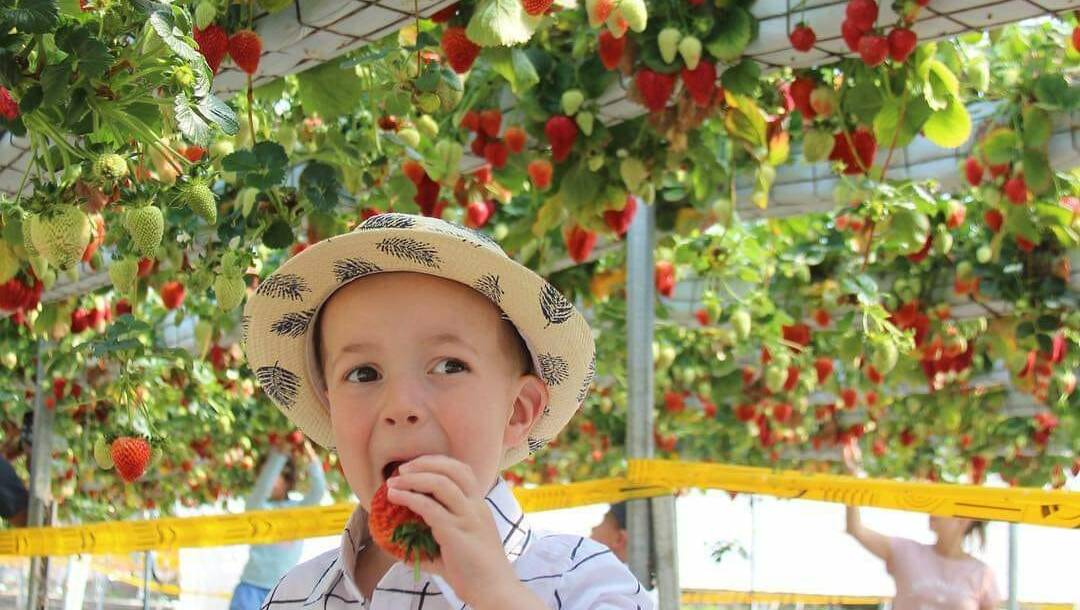 About 1100 people have come through the gates of Berrylicious Strawberries to pick fruit in the past three weeks. Photo: All the Mumery