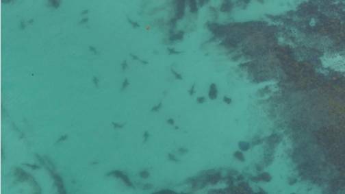 SHARK SIGHTINGS: A 2016 aerial photograph of 17 whaler sharks in shallow water at Hyams Beach. PHOTO: Twitter - @NSWSharkSmart.