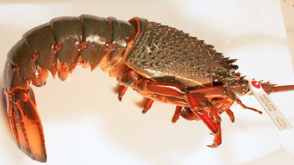 A tagged eastern rock lobster. Photo: Fisheries Research and Development Corporation, fish.gov.au 