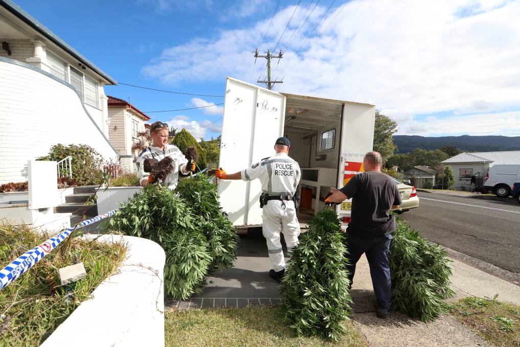Grown: The 145 plants found at the Hercules Street property ranged in size, from 20cms to 1.5 metres, police allege. Pictures: Sylvia Liber