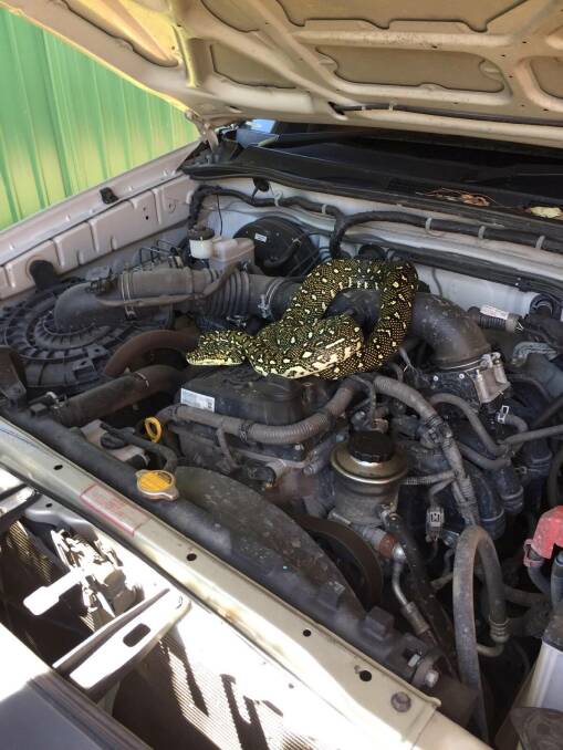 Diamond python discovered under the bonnet of a car in Sussex Inlet. 