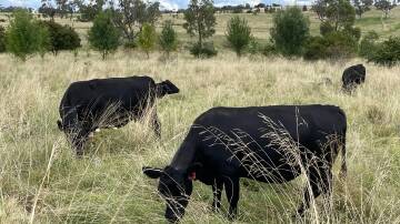 if just the best 10pc of Australia's current grazing land is harnessed for active soil carbon sequestration through managed grazing, the 20pc of national emissions could be abated, argues ecologist Dr Bill Hurditch.