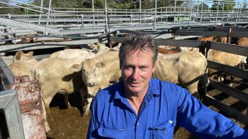 Bryan Crispin, Copmanhurst, was keen on this pen of Cinnabar Station-bred Charbray heifers, 328kg that made 316c/kg or $1037, but couldn't keep up with the bidding momentum and saw them go to former dairy country at Megan.
