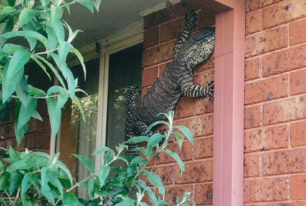 MONITORING THE PERIMETER: A mature lace monitor was spotted on a residential property in Thurgoona earlier this week. Picture: ERIC HOLLAND