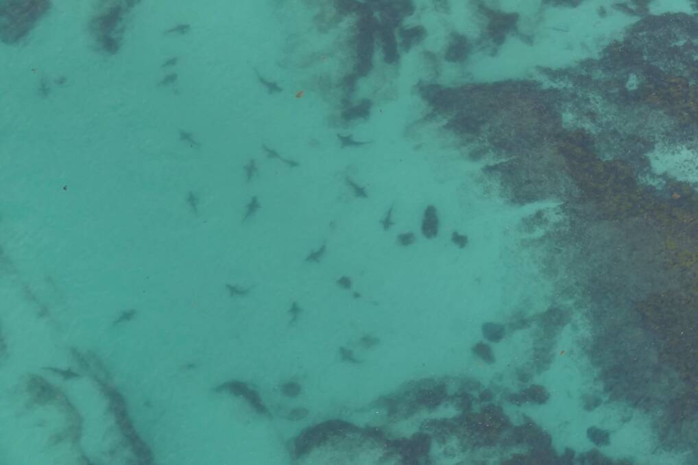 A aerial photograph of 17 whaler sharks in shallow water at Hyams Beach on December 28. Photo: Twitter – @NSWSharkSmart