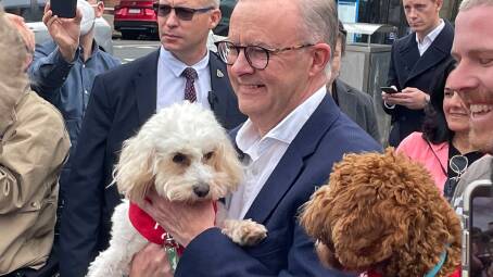 Anthony Albanese, cast his vote (for himself) at Marrickville Town Hall in Sydney's inner west, accompanied by a large media scrum and security detail – and his son Nathan, partner Jodie Haydon and Toto, his pet cavoodle. Photo: Sarah Maguire, Inner West Review