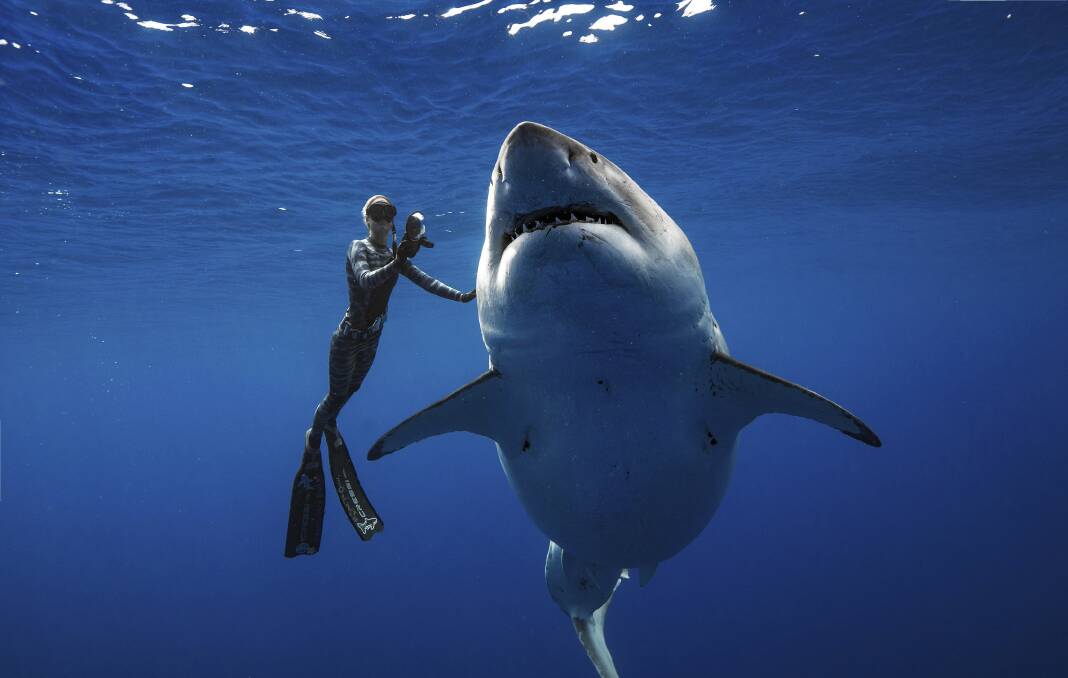 In this photo taken on January 15, 2019, Ocean Ramsey, a shark researcher and advocate, swims with a large great white shark off the shore of Oahu. It could be one of the largest great whites ever recorded. Picture: Juan Oliphant via AP