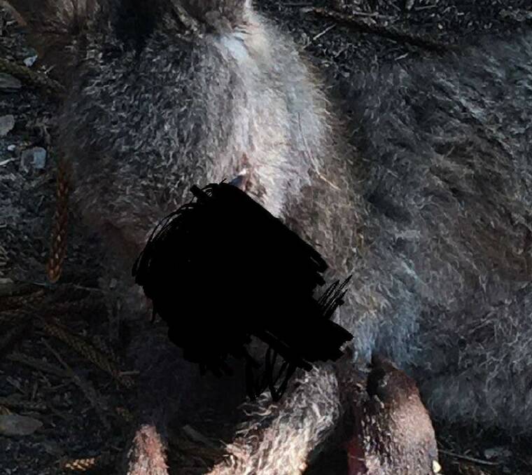 Wildlife carers are appealing for help to track down those believed responsible for an attack on a kangaroo at South Durras. Image has been censored.