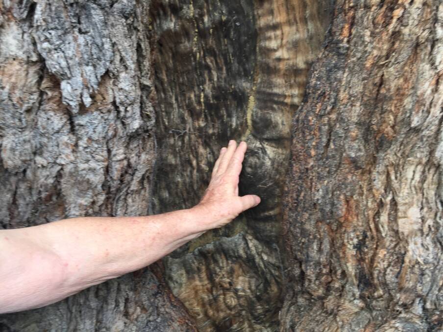 DEEP: The major bark removal scars are quite deep, showing how long ago the bark was removed.